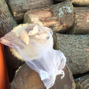 Homestead Planning with Bonus Morel Mushroom Hunting Image